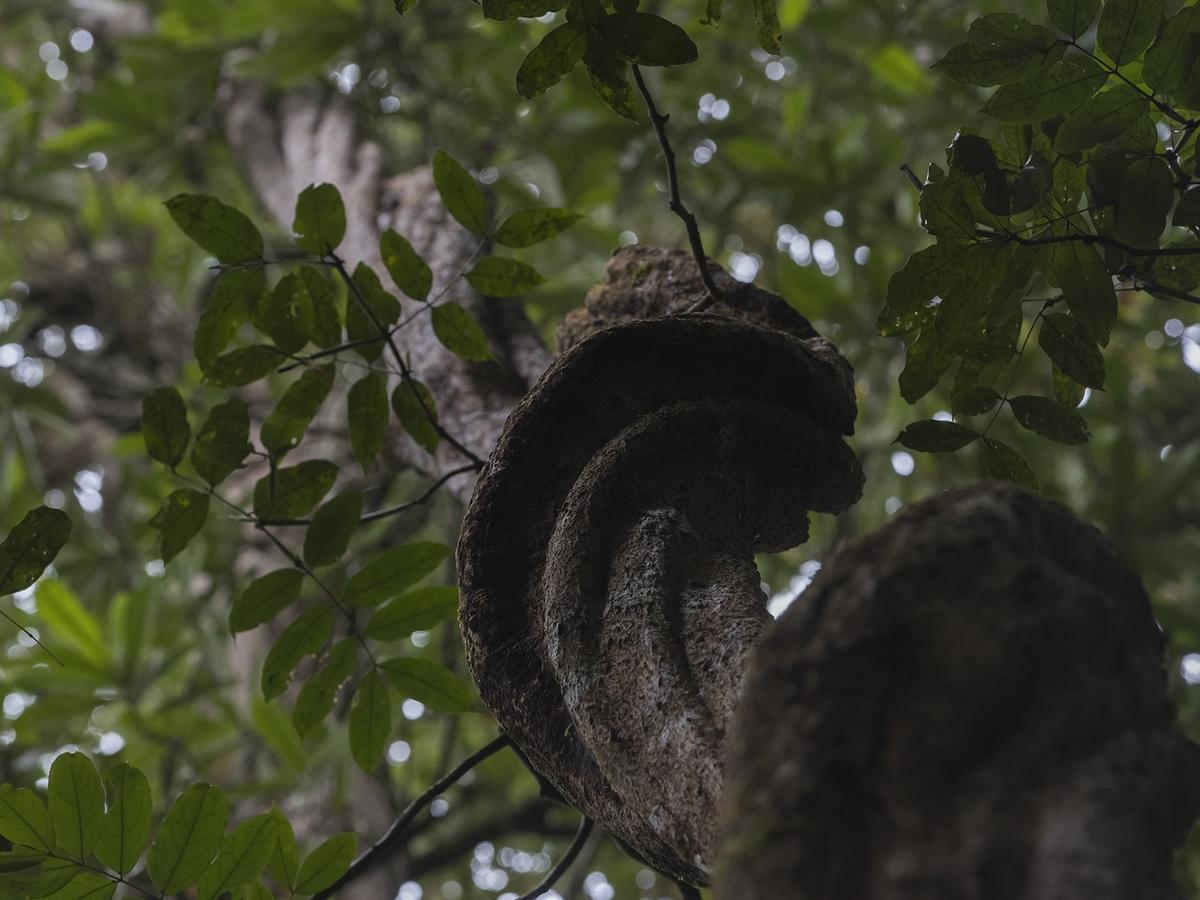 Explore Sinharaja Rain Forest Tour Camp Dombagoda Exterior foto